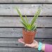 Aloe vera (Aloe vera) - kont. C1L, výška 15-25 cm